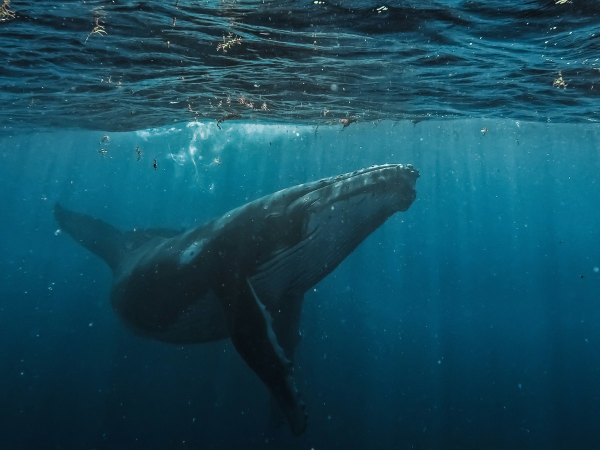 Признаны права китов и дельфинов